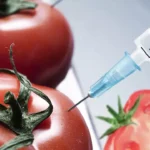 Rajasthan High Court Orders Ban on GM Foods Until Safety Rules Are Notified