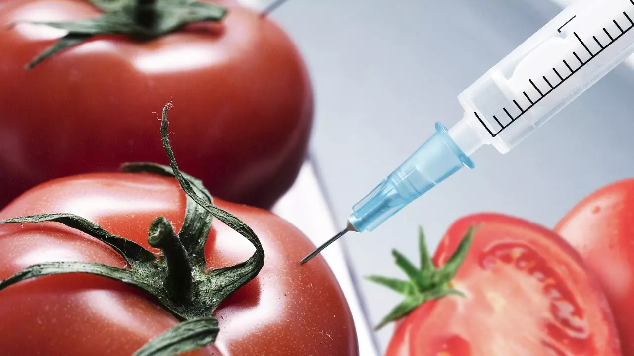 Rajasthan High Court Orders Ban on GM Foods Until Safety Rules Are Notified